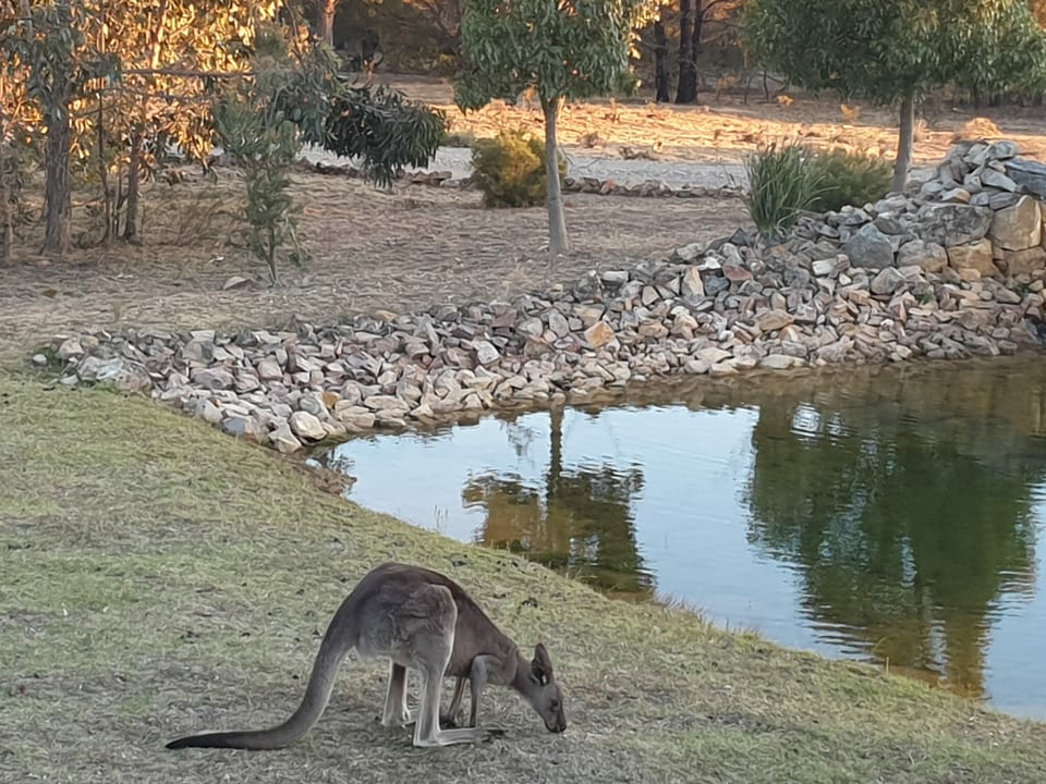 Ein grasendes Känguru.
