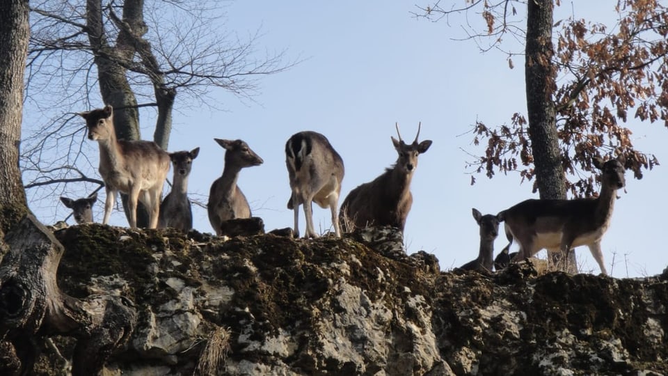 Die Rehe im Wildtierpark Mühlitäli schauen gespannt in die Kamera.