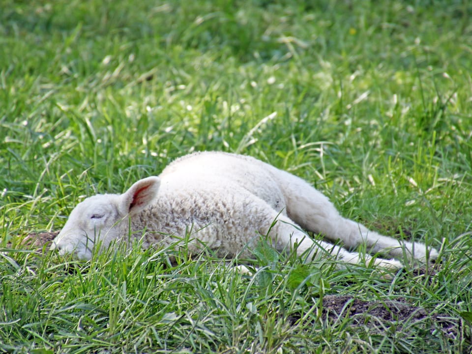 Schaf in einer grünen Wiese bei Sonnenschein am schlafen. 