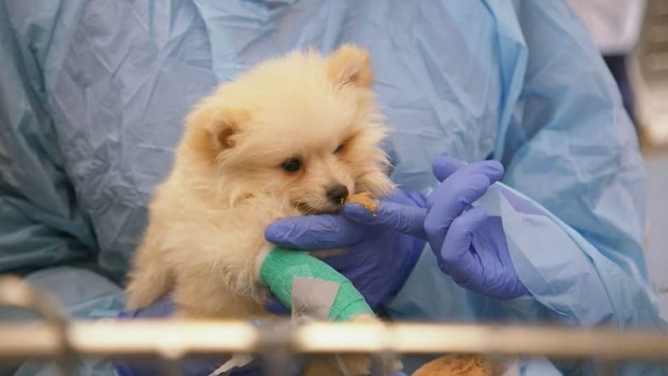 Junger Hund in den Armen einer Tierärztin