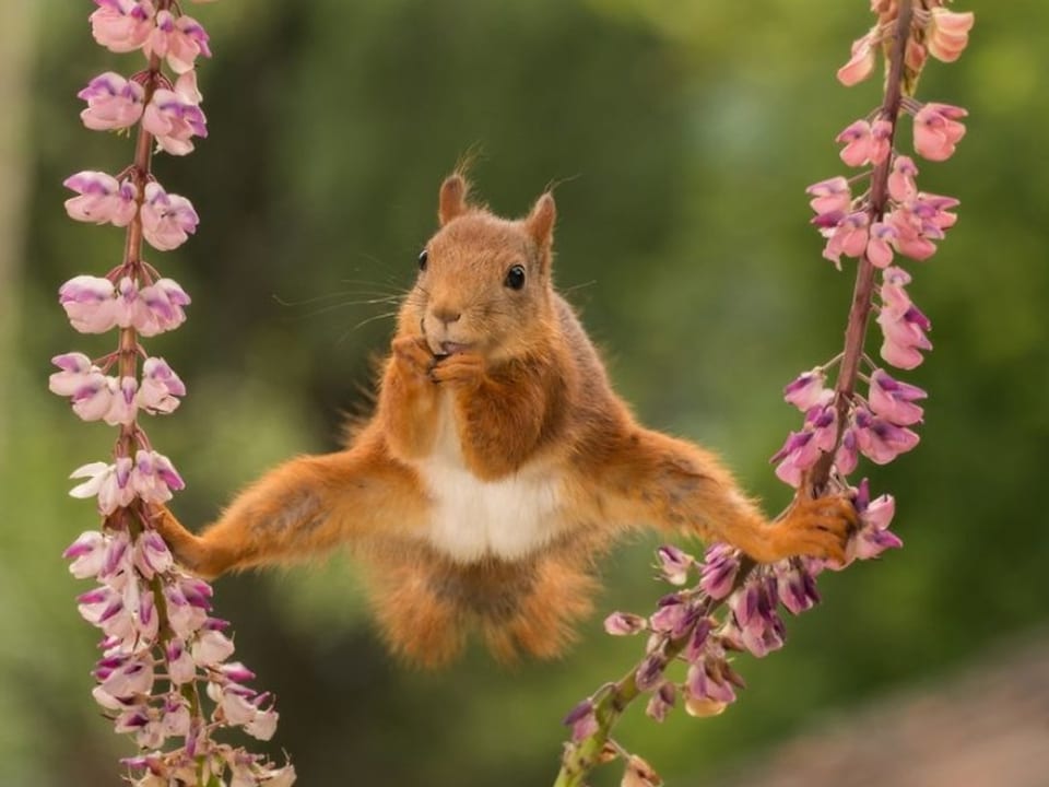 Yoga-Hörnchen in Aktion.