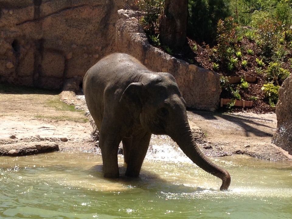 Ein Elefant badet.