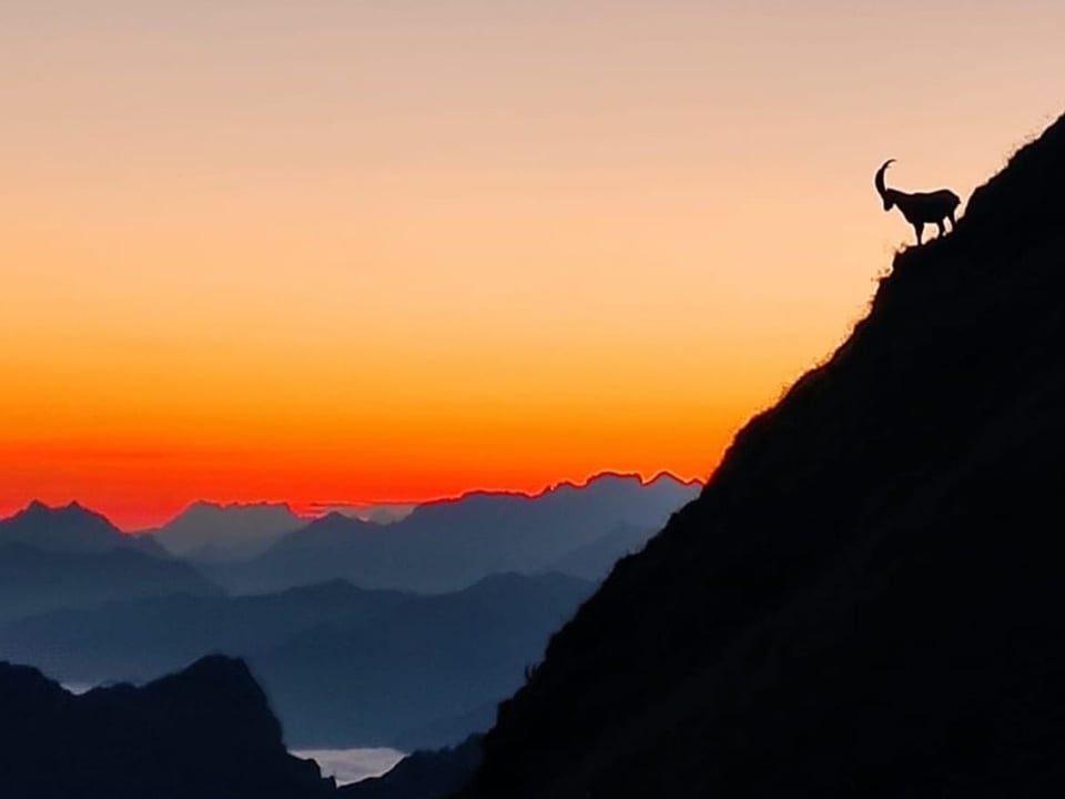 Farbige Dämmerung in gelb bis rot mit Bergkonturen und Steinbock im Vordergrund