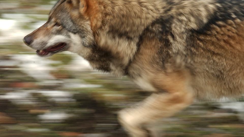 Verstösst die Wolfsjagd gegen die Berner Konvention?