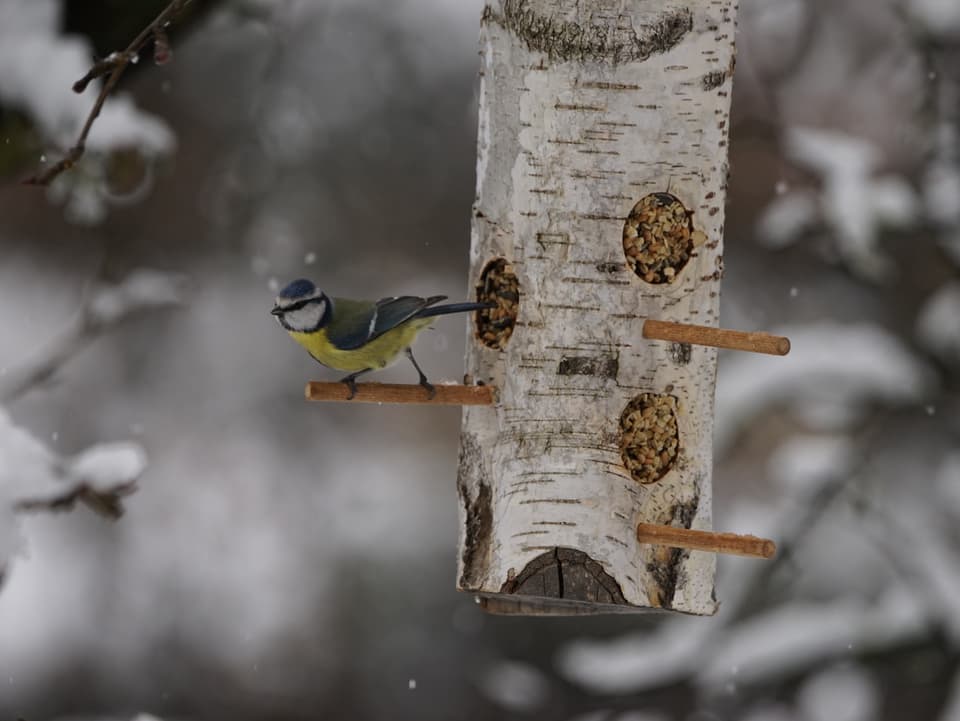 Ein Vogel kurz vor dem Wegflug von einem Futterstamm (ein Stückholz mit Löchern, die gefüllt sind mit Vogelfutter).