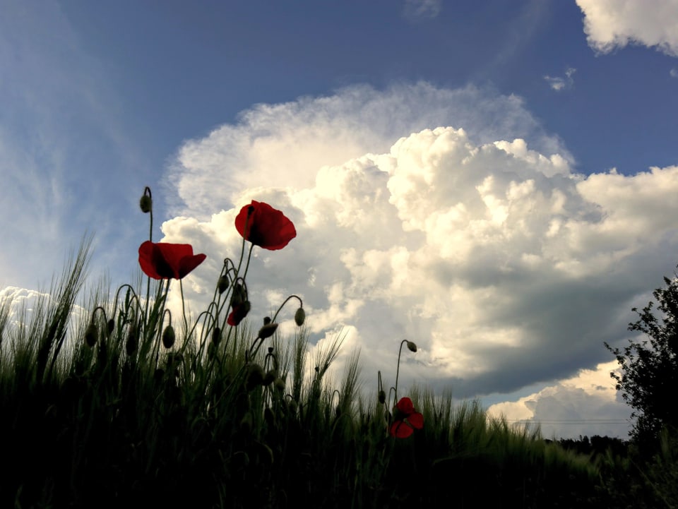 Cumulus-Wolken vor einem Feld und einer Mohnblume.