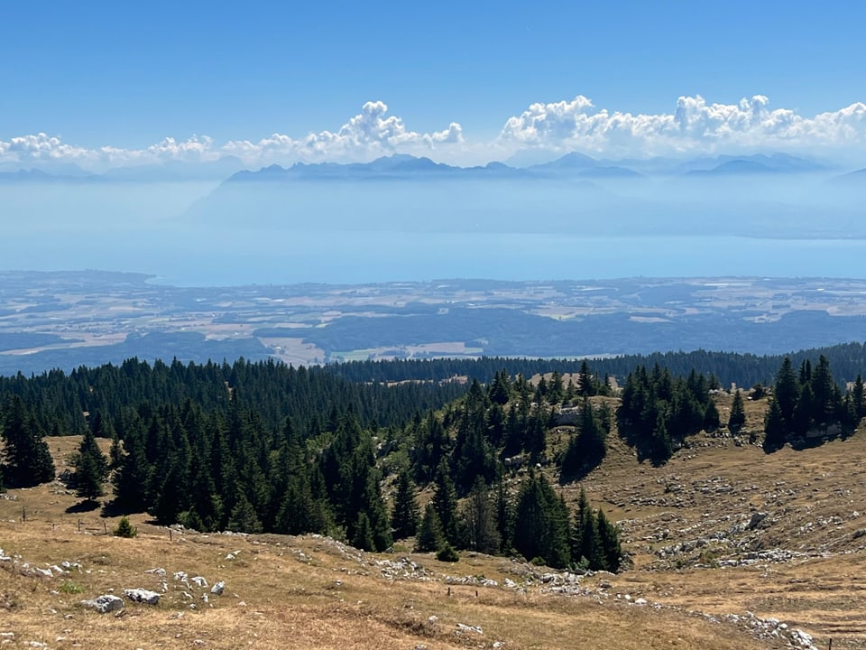 Mont Tendre/VD Trockene Wiesen im Vordergrund, Genfersee im Hintergrund.