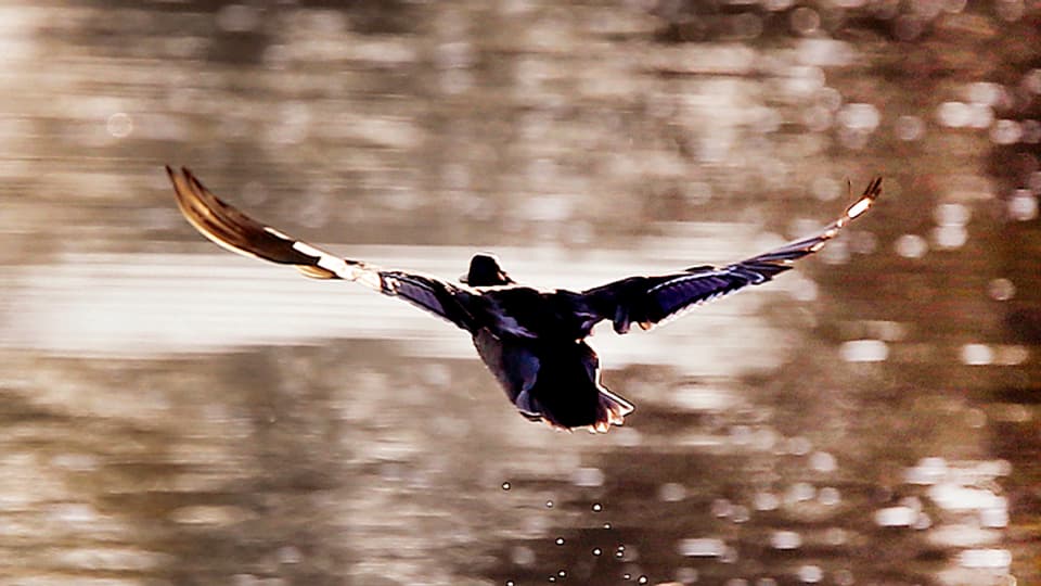 Eine Ente fliegt über dem Wasser.
