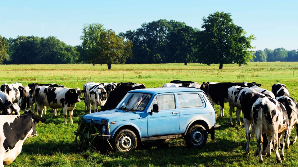 Ein Auto steht auf einer Wiese umringt von Kühen.