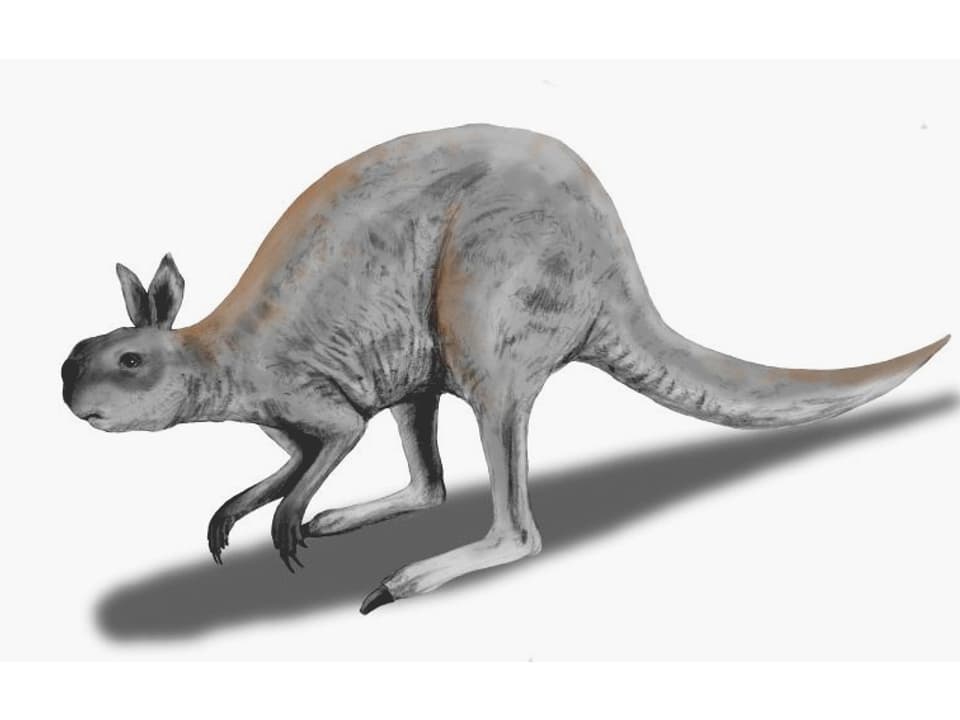 Zeichnung eines Procoptodon, das einem Känguruh ähnlich sieht.