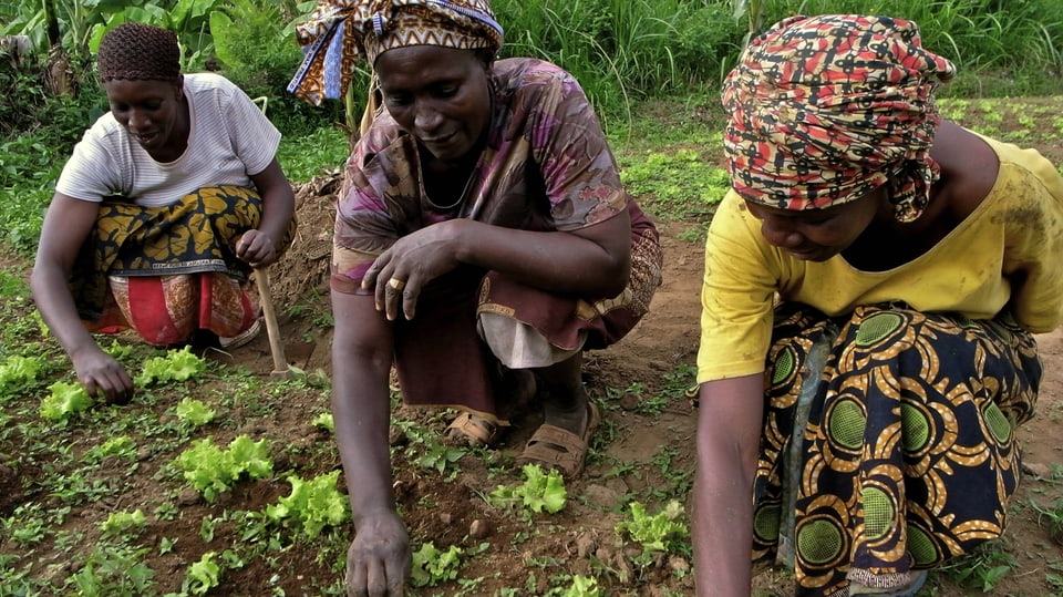 Drei Frauen aus Tansania arbeiten auf einem Feld.