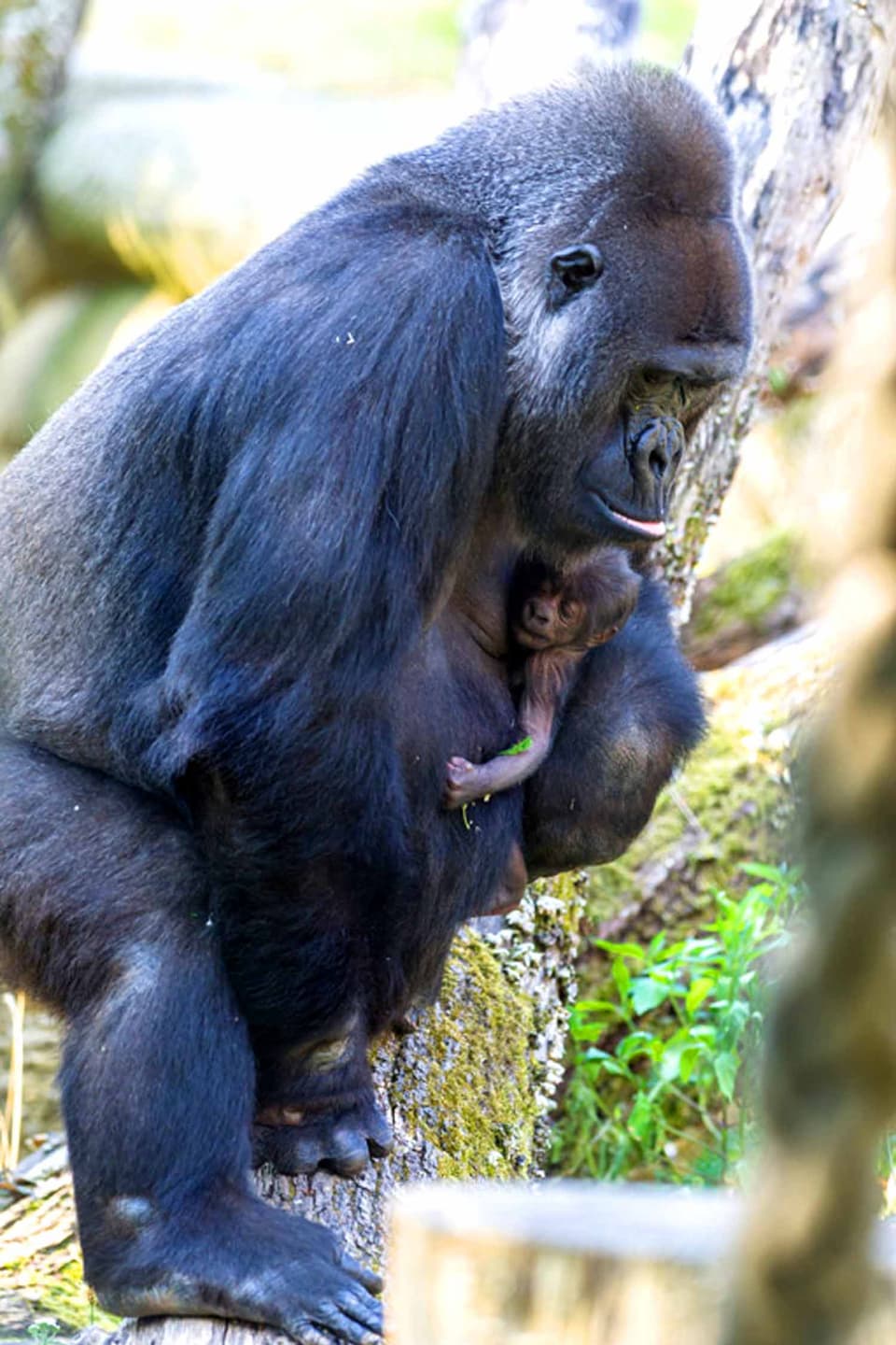 Die Gorillamutter hält ihr Baby.