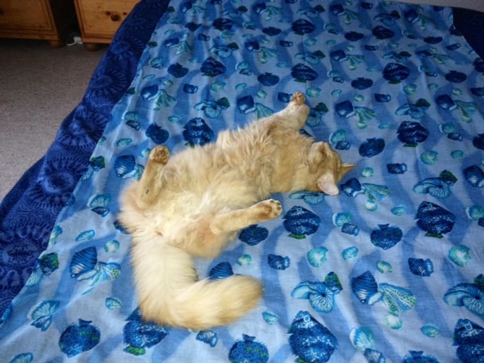Katze räkelt sich auf blauer Decke.