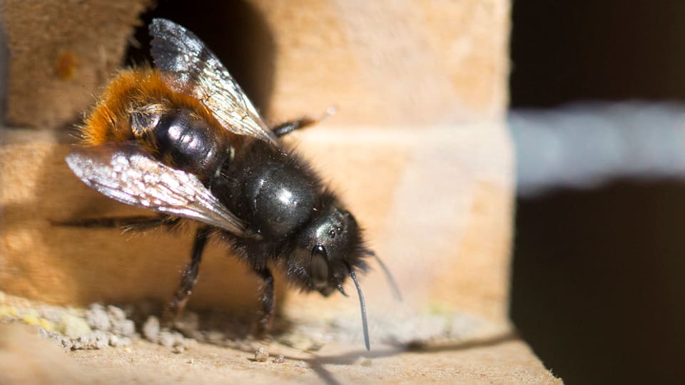 Es droht die Einfuhr des Bienen-Kasten-Käfers (10.04.2015)