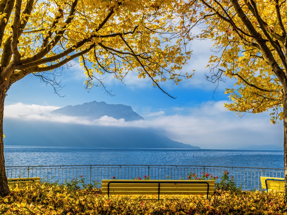 Zwei gelbeverfärbte Laubbäume am Ufer des Vierwaldstättersees, die Berge im Hintergrund tragen einen Kragen aus Nebel.