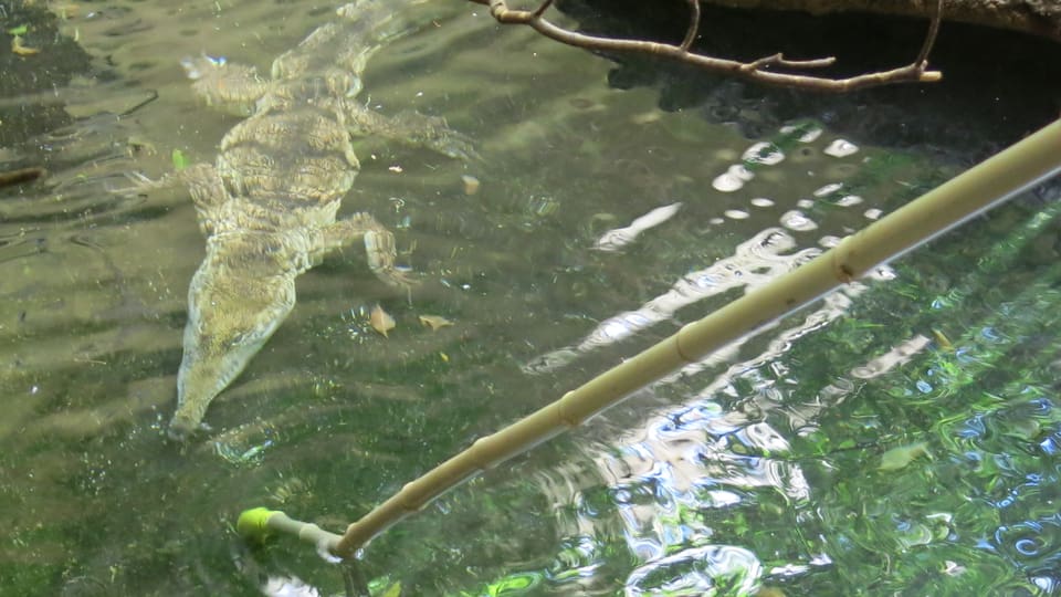 Krokodil nähert sich unter Wasser dem gelben Target am Bambusstock.