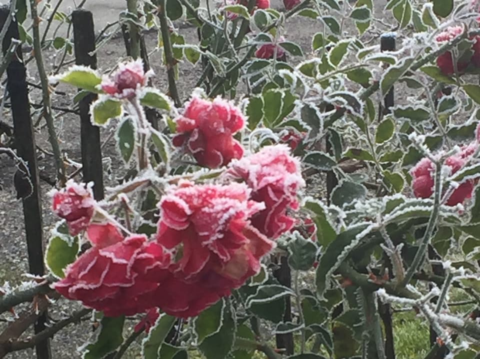 Die Rosenblüte sind mit einer feinen Eisschicht überzogen.
