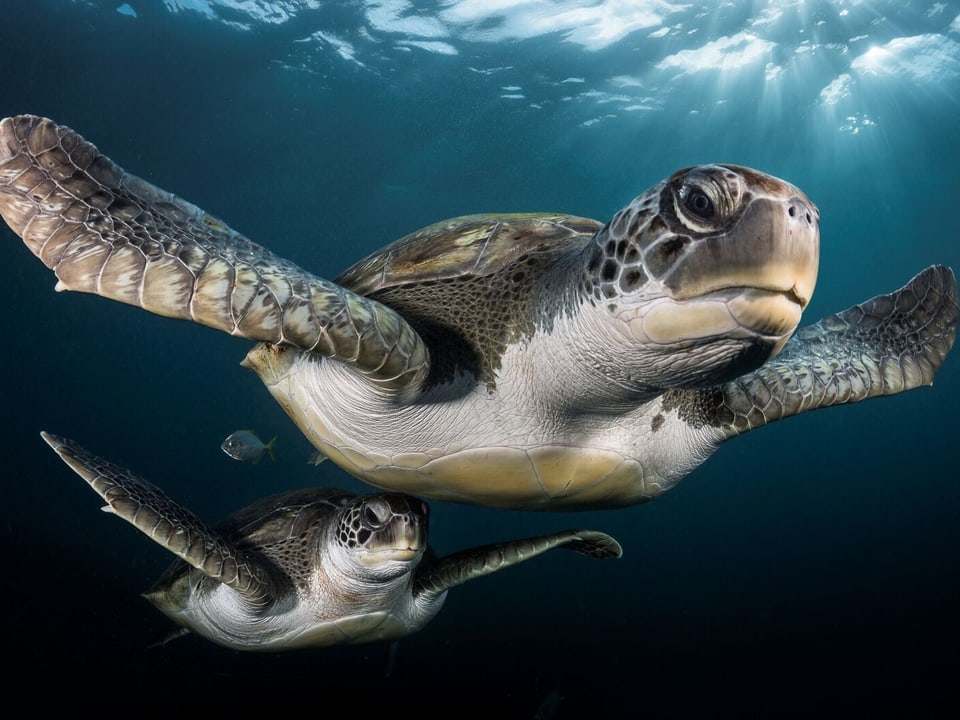 Zwei Meeresschildkröten vor Teneriffa.