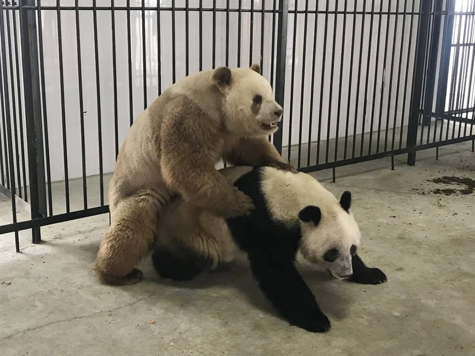 Das Bild zeigt einen braunen Pandamännchen bei einem Paarungsversuch mit einem weiblichen Panda 