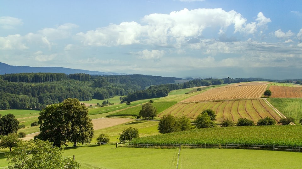 Eine Hügellandschaft mit grünen Wiesen, gelben Kornfeldern und blauem Himmel.