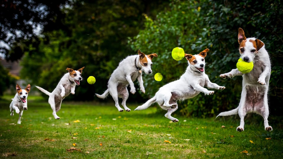 Ein Hund springt nach einem Ball. Die Etappen in Zeitlupe.