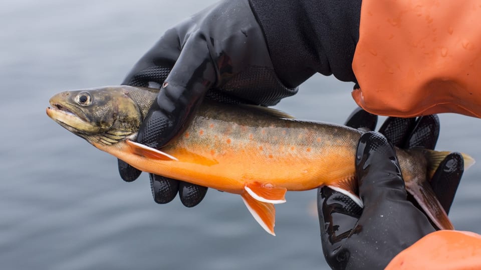 Auf dem Bild ist ein Fisch mit einem orangen Bauch zu sehen, gehalten von zwei Händen in schwarzen Handschuhen.