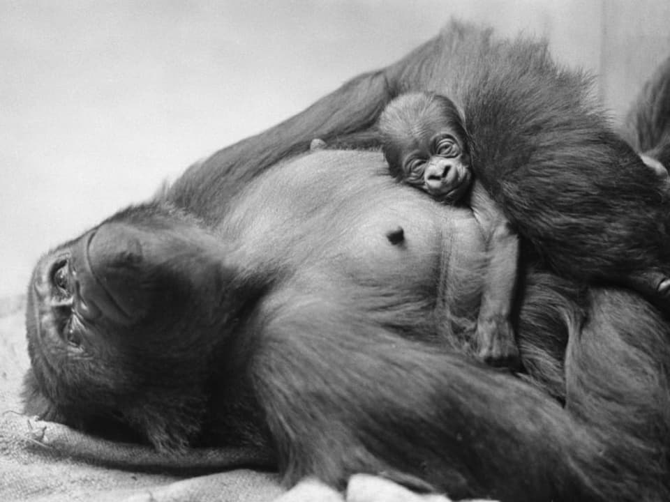 Affe liegt am Boden im Gehege und hält ein Junges in den Armen.