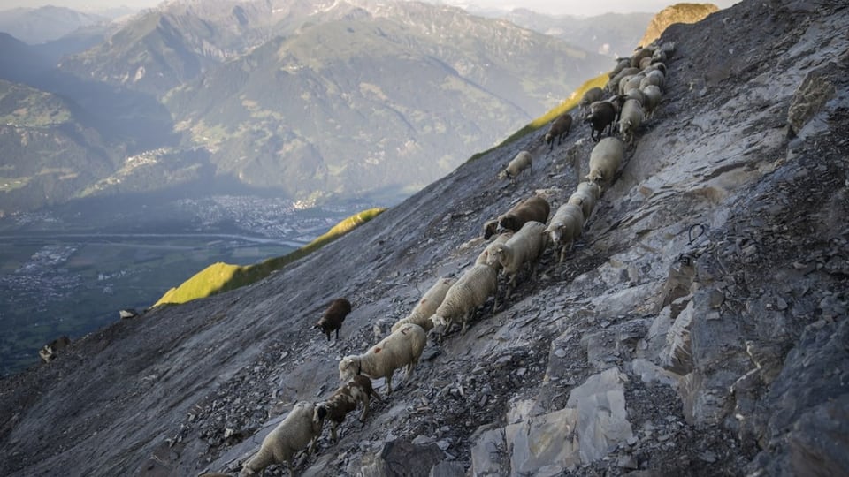 Ein Zug von Schafen an einem steilen Hang