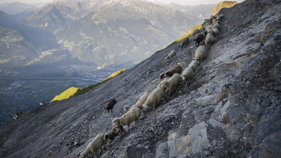 Ein Zug von Schafen an einem steilen Hang