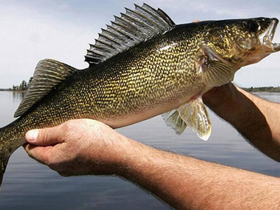 Um diesen Fisch wurde geangelt Ein Fischer zeigt einen Amerikanischen Zander.