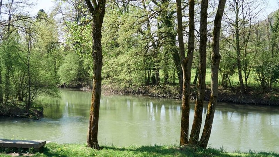 Ein Fluss mit grünem Ufer und viel Wald