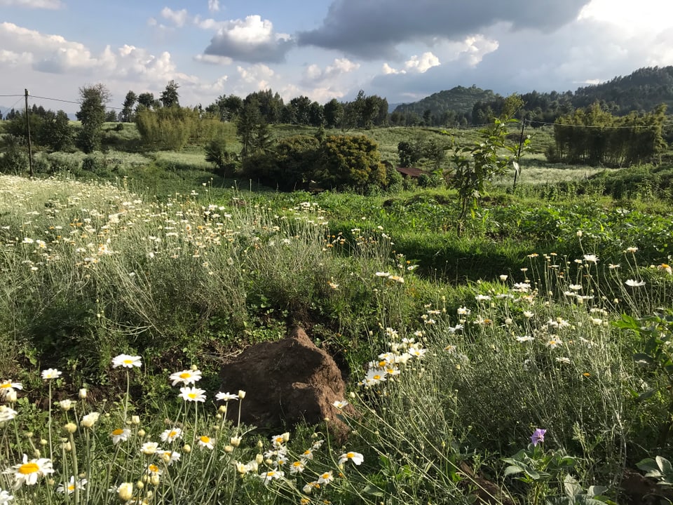 Grüne Landschaft, im Vordergrund blühen Margeriten. Ein mit Herd umhüllter Stein liegt auf dem grünen Gras.