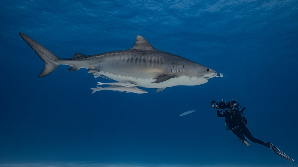 Taucher filmt einen Tigerhai