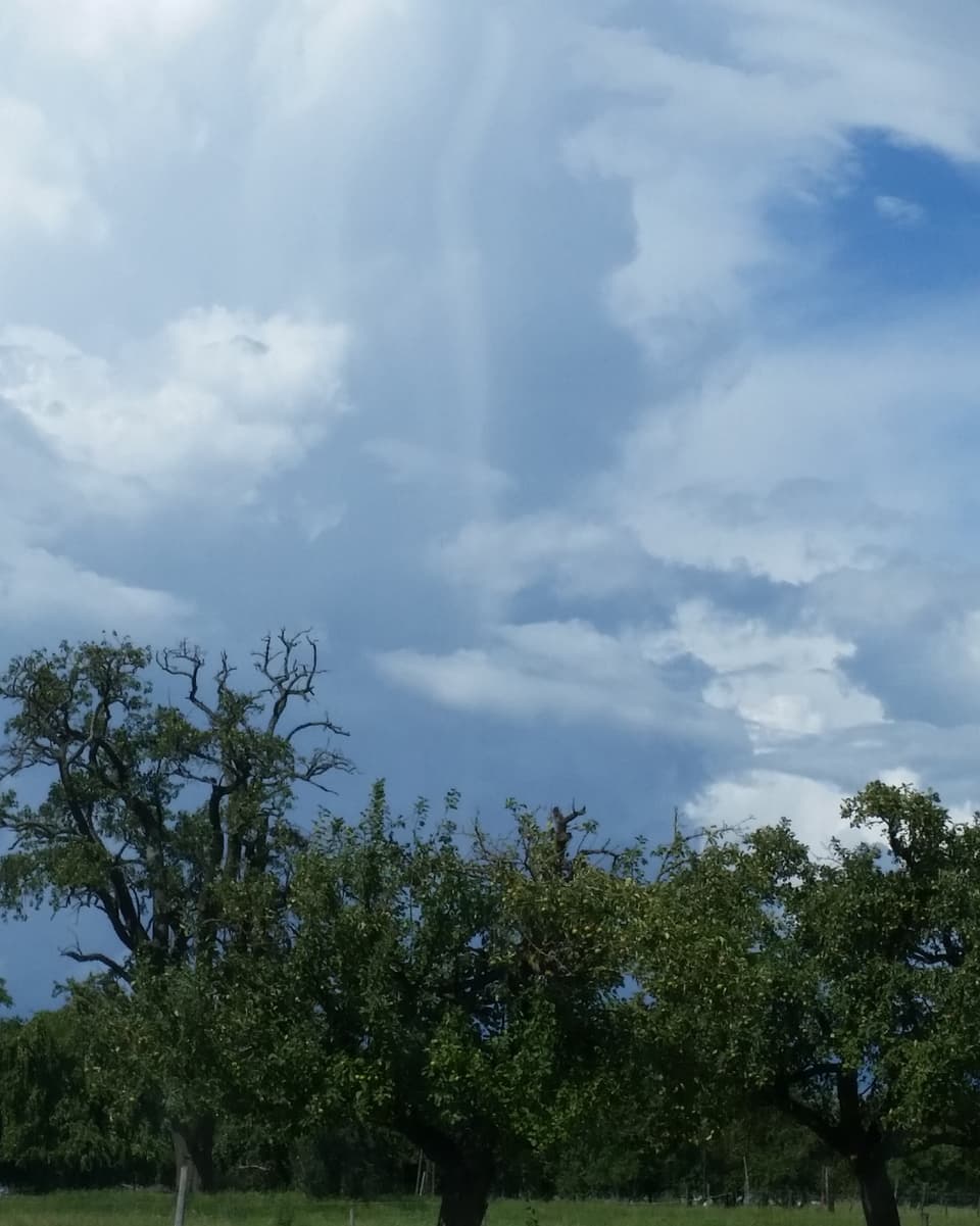 14. Juli Ein dünner, nur schlecht sichtbarer Wolkenschlauch über einer Obstplantage.