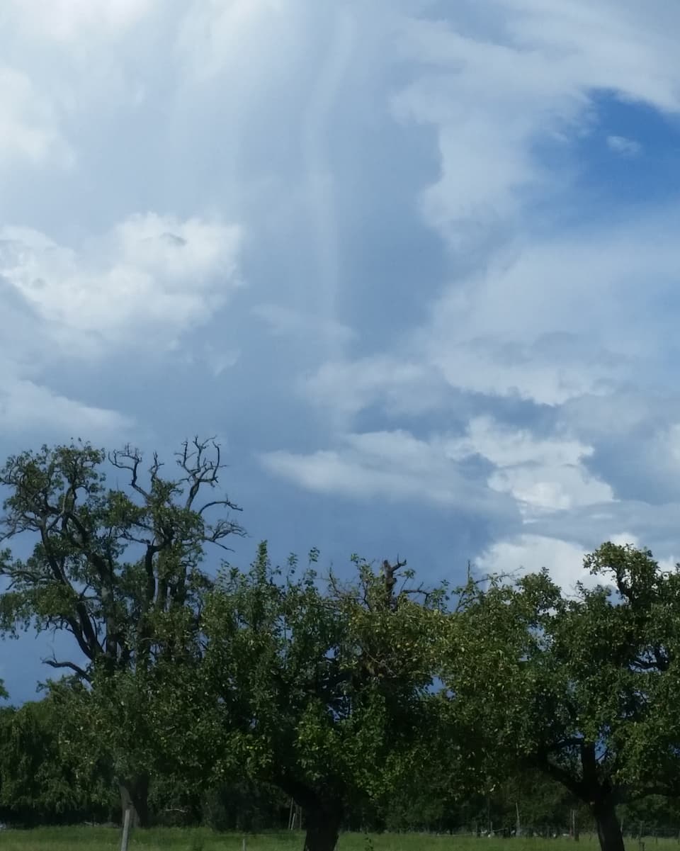 Ein dünner, nur schlecht sichtbarer Wolkenschlauch über einer Obstplantage.