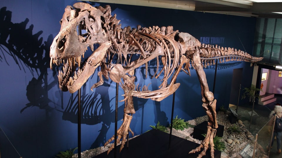 Skelett von T-Rex «Trinity» 