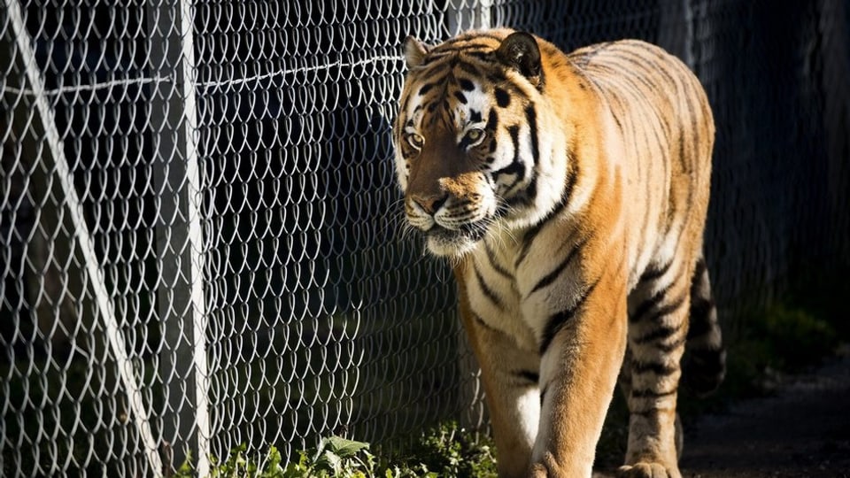 Tiger in Käfig