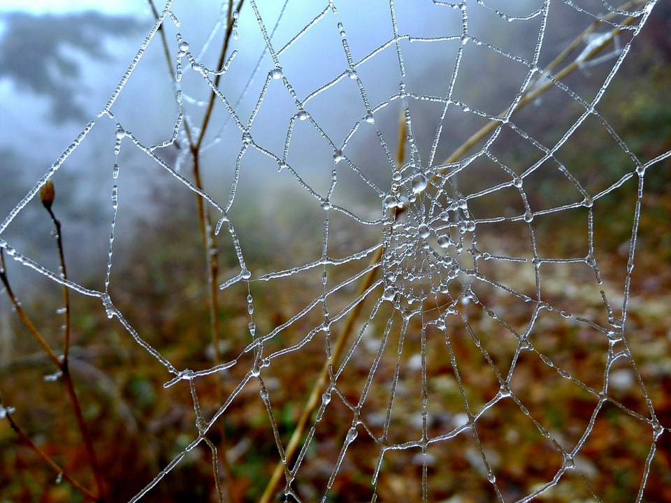 gefrorenes Spinnennetz