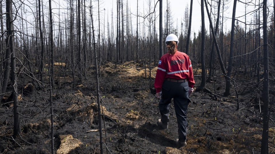 Inspektion in verbranntem Wald am 5. Juli dieses Jahres.