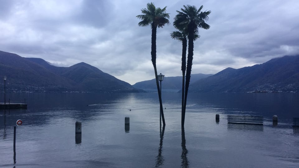Überflutete Uferpromenade in Ascona. Die Palmen stehen im Wasser.