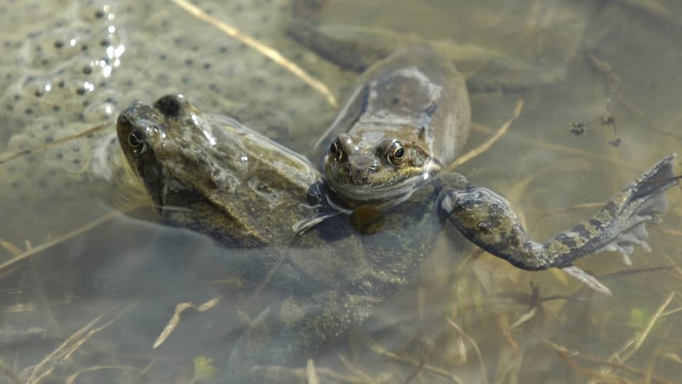 Zwei Frösche treffen sich in einem Teich für die Paarung und die Ablegung der Laiche.