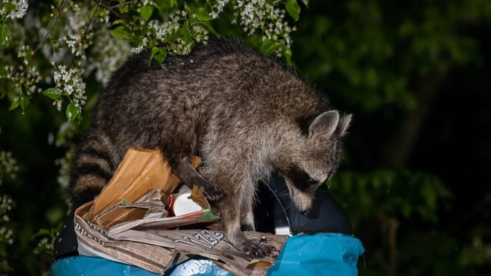 Waschbär wühlt im Müll