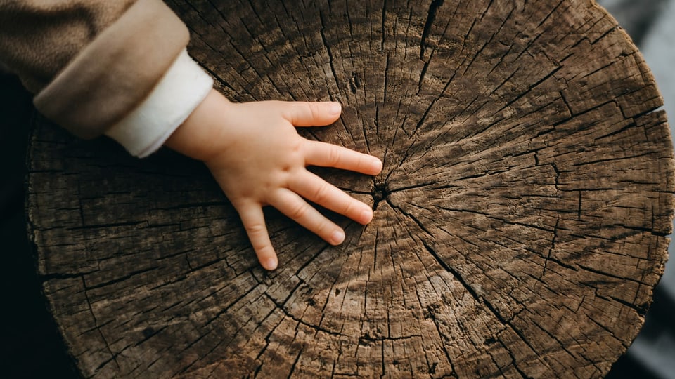 Eine Kinderhand fasst einen Baumstamm mit Lebensringen an.
