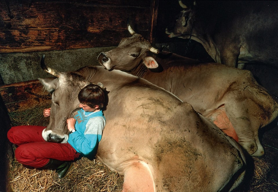 Ein Junge schmiegt sich in einem Stall an eine liegende Kuh.