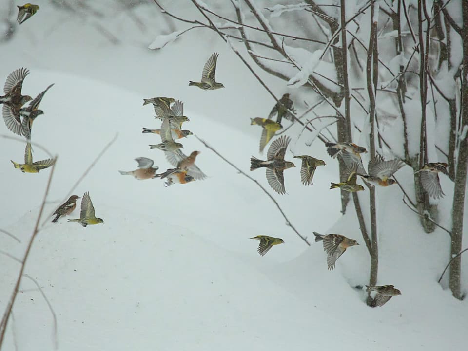 Fliegende Vögel in Schneelandschaft