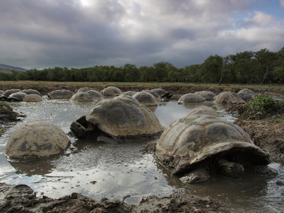 Zusehen sind ein Dutzend Riesenschildkröten in einem Sumpf.