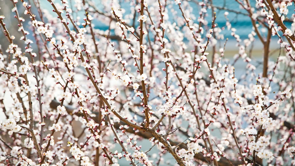 Aprikosenbaum in Blüte.