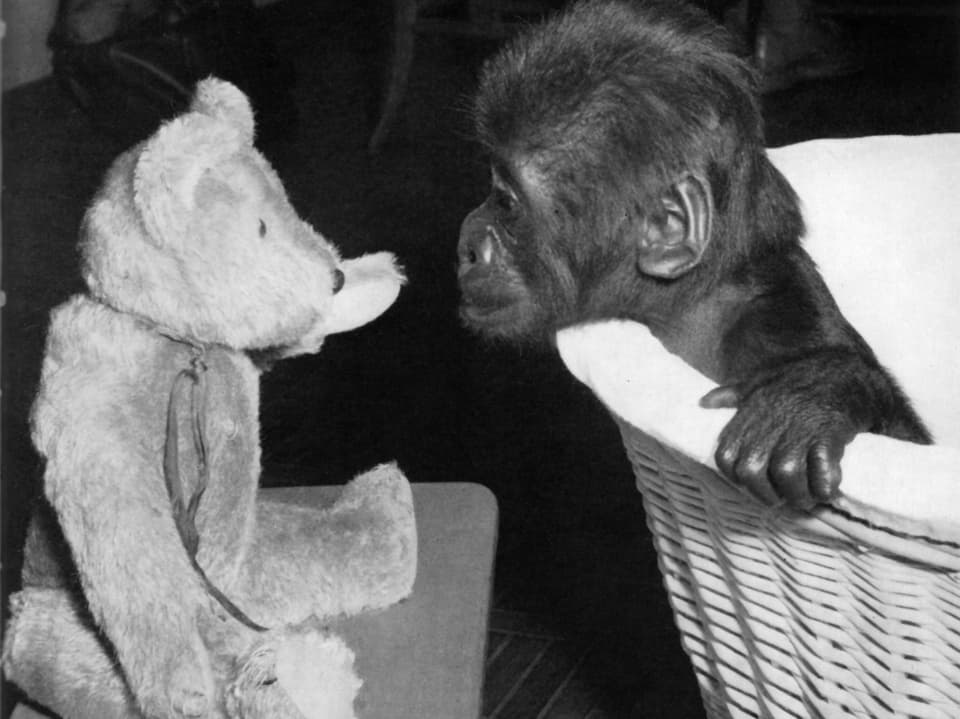 Gorillajunges beschnuppert einen Teddybär.