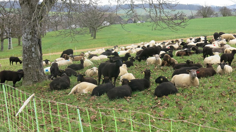 Die Schafe in der Mittagspause