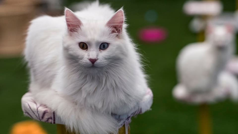 Weisse Katze schaut in die Kamera: In der Schweiz leben 1.7 Millionen Katzen